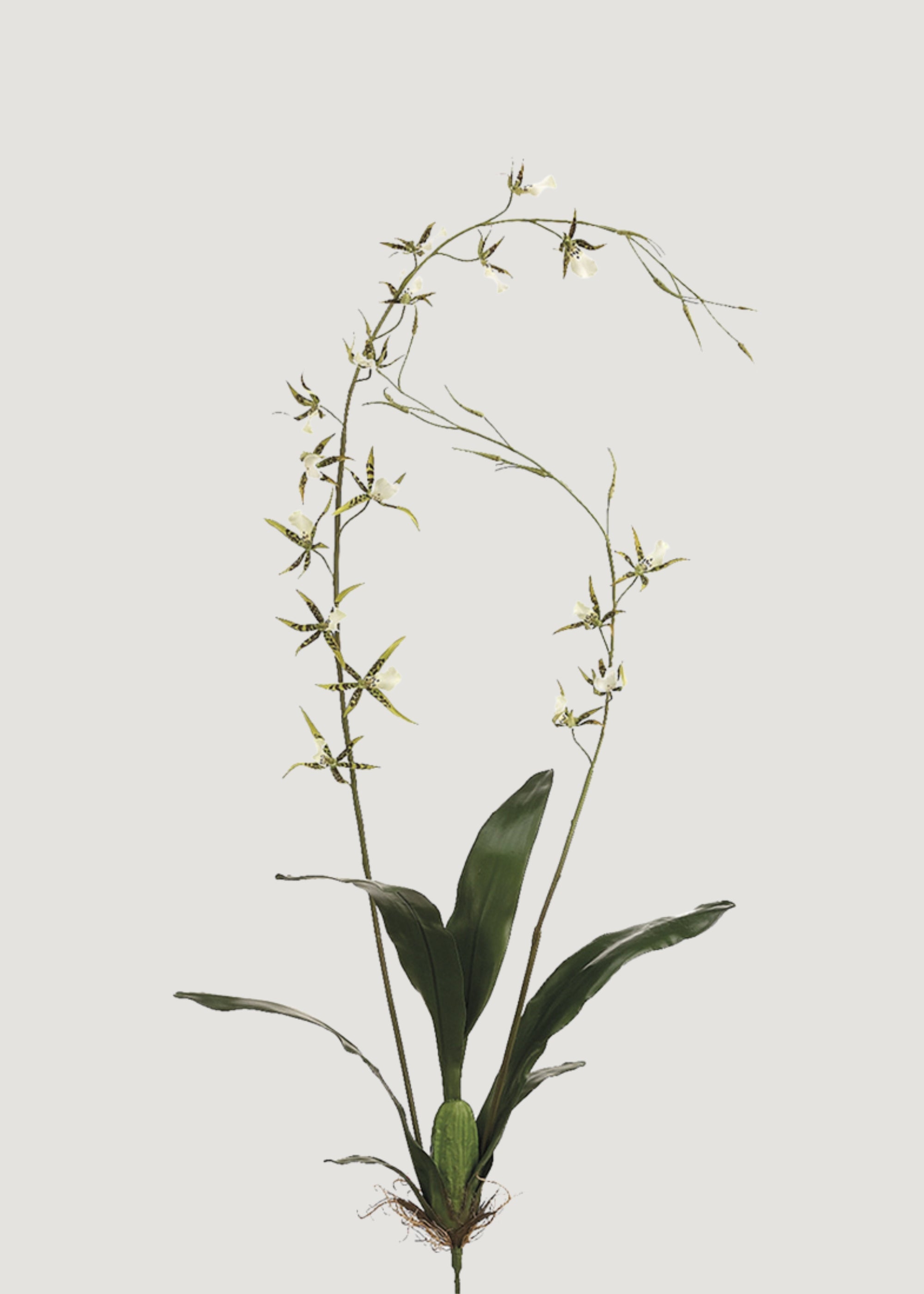Artificial Blooming Brassia Orchid 