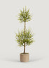 Artificial Myrtle Leaf Topiary Plant in Cement Pot