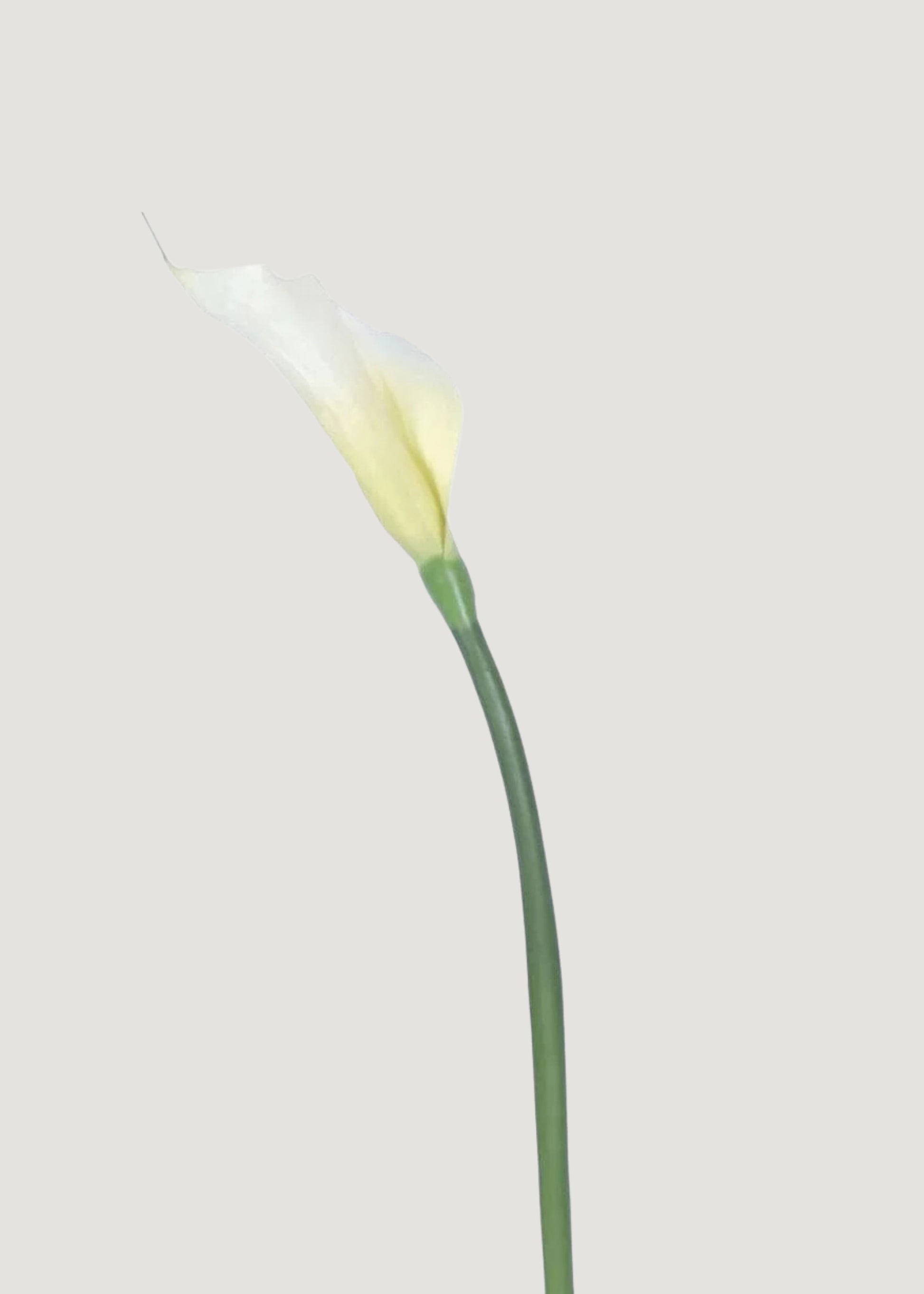 fake white calla lilies Case of 12 Artificial Calla Lily Stems in Cream 37"
