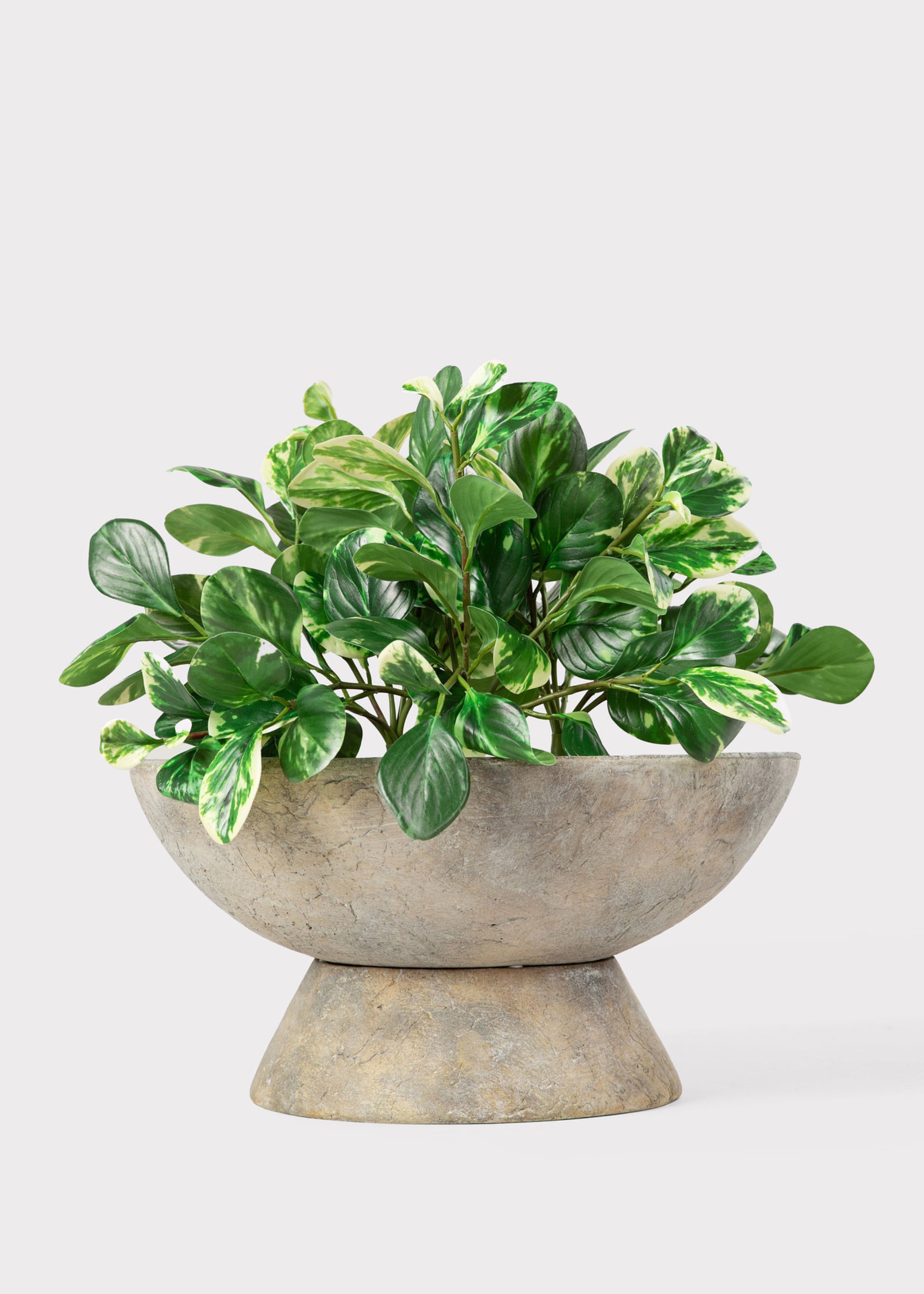 A variegated green Peperomia houseplant in a textured, pedestal-style concrete planter against a light gray background.