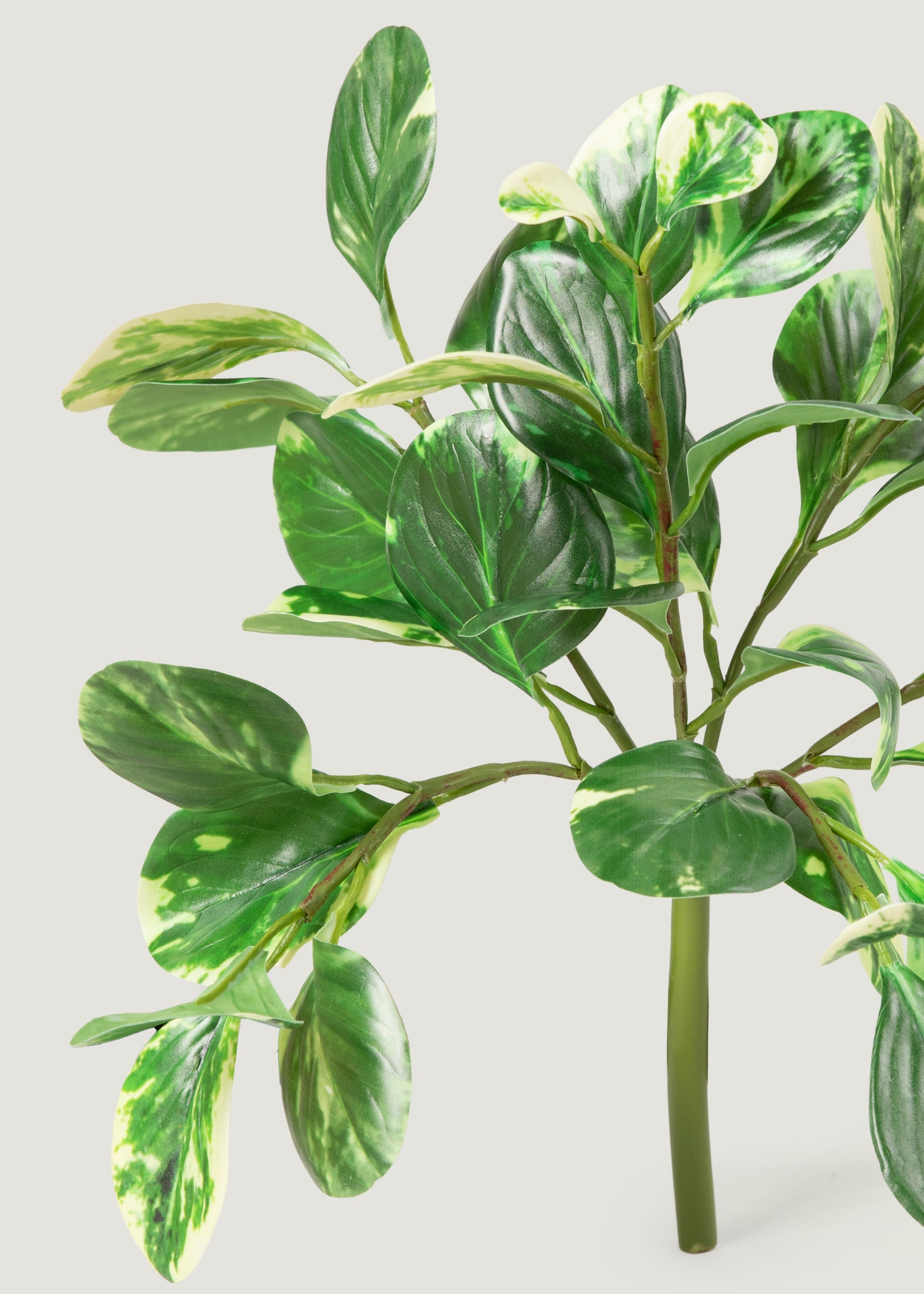 realistic plastic plants Small Artificial Peperomia Plant in Variegated Green