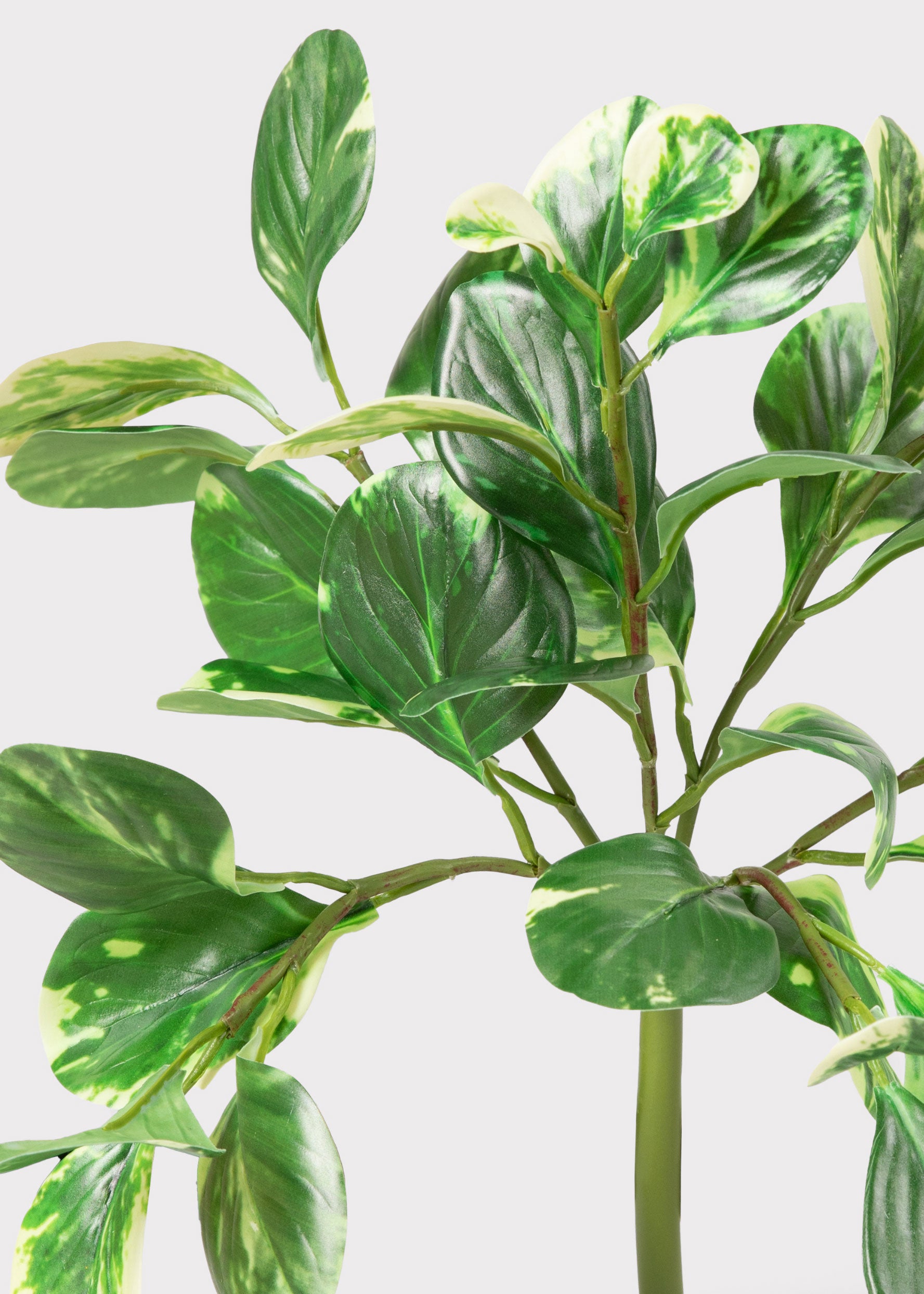 Artificial variegated green plant with glossy, oval-shaped leaves and a thick central stem, photographed against a plain light gray background.