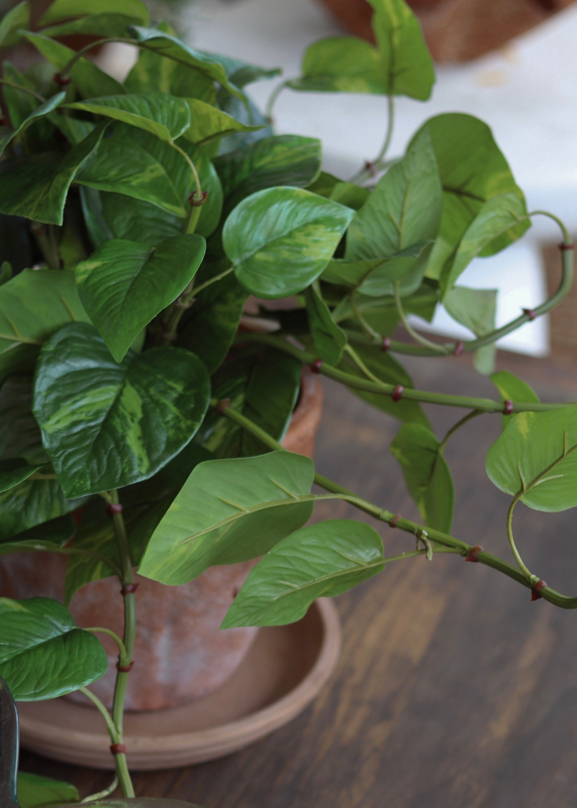 Potted outdoor real touch pothos