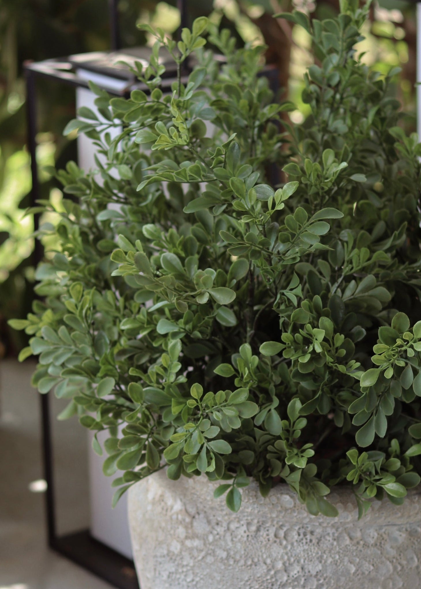 close-up of an artificial boxwood plant
