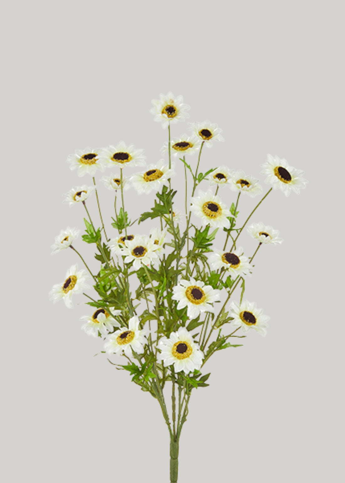 Black-Eyed-Susan Bush