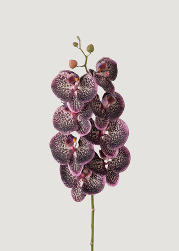 Real Touch Phalaenopsis Orchid in Plum - 35"