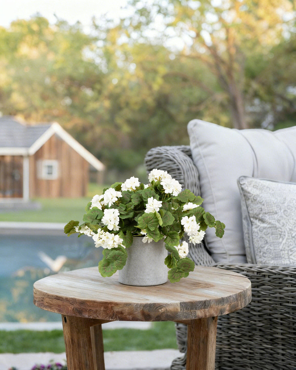 White Geranium Hanging Bush 