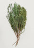 Preserved and Fragrant Cedar Greenery Bundle 
