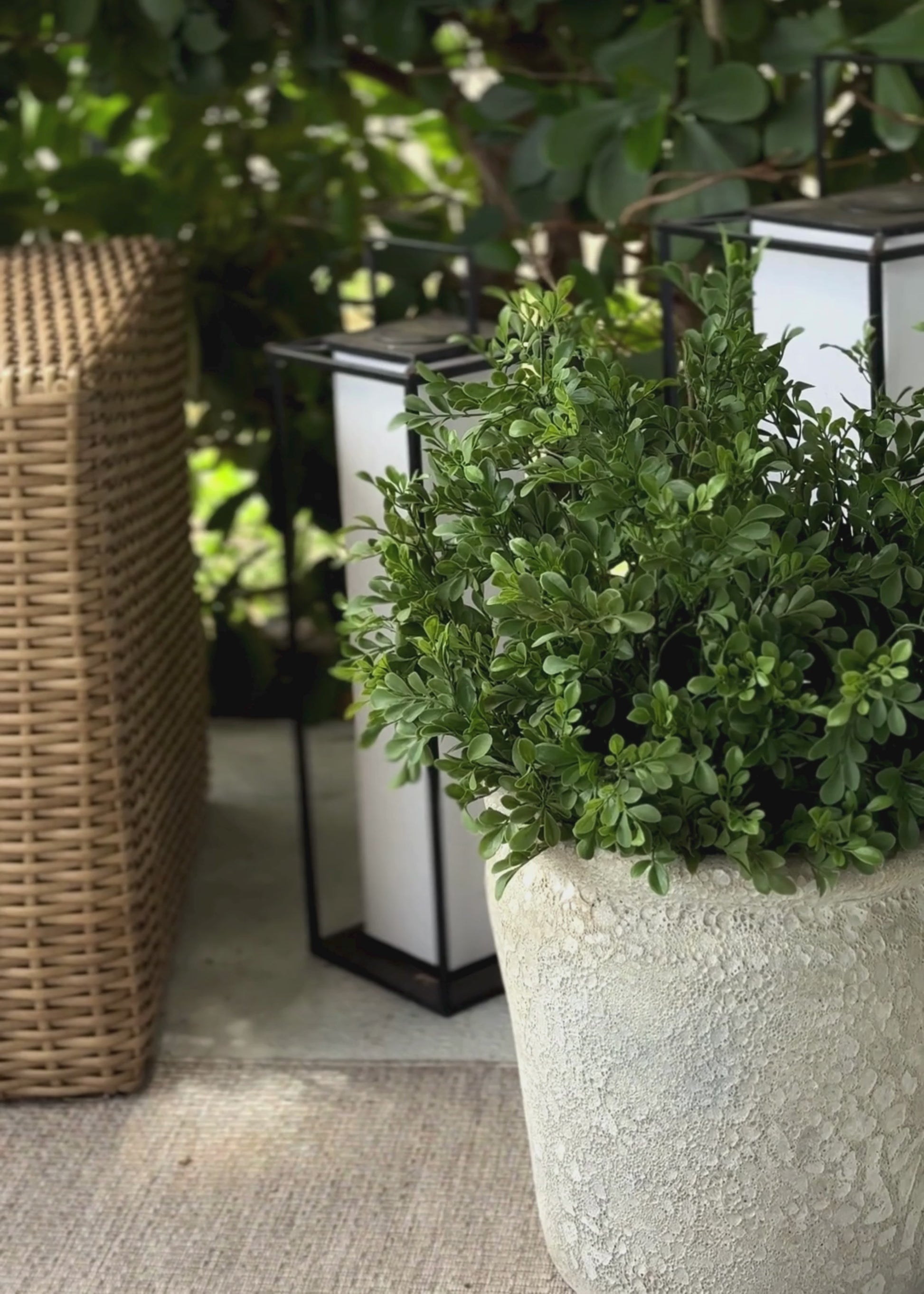 video of arranging artificial boxwood
