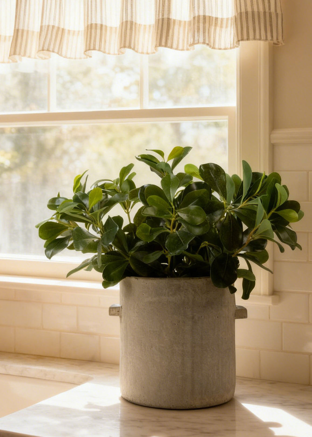 faux privet plant on kitchen counter
