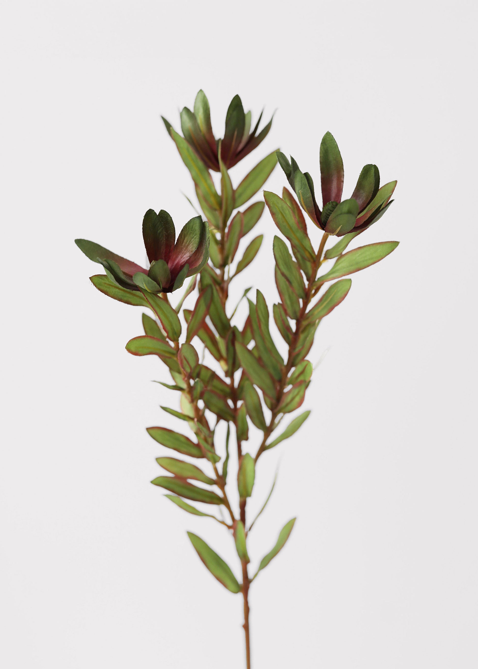 Green Artificial Wild Protea Foliage