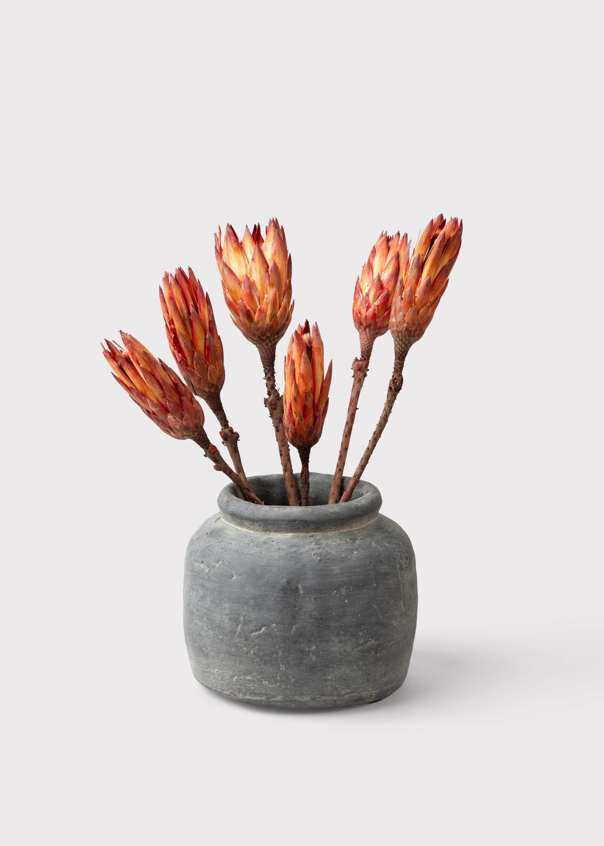 Bundle of 6 Red Dried Protea Repens in Pot