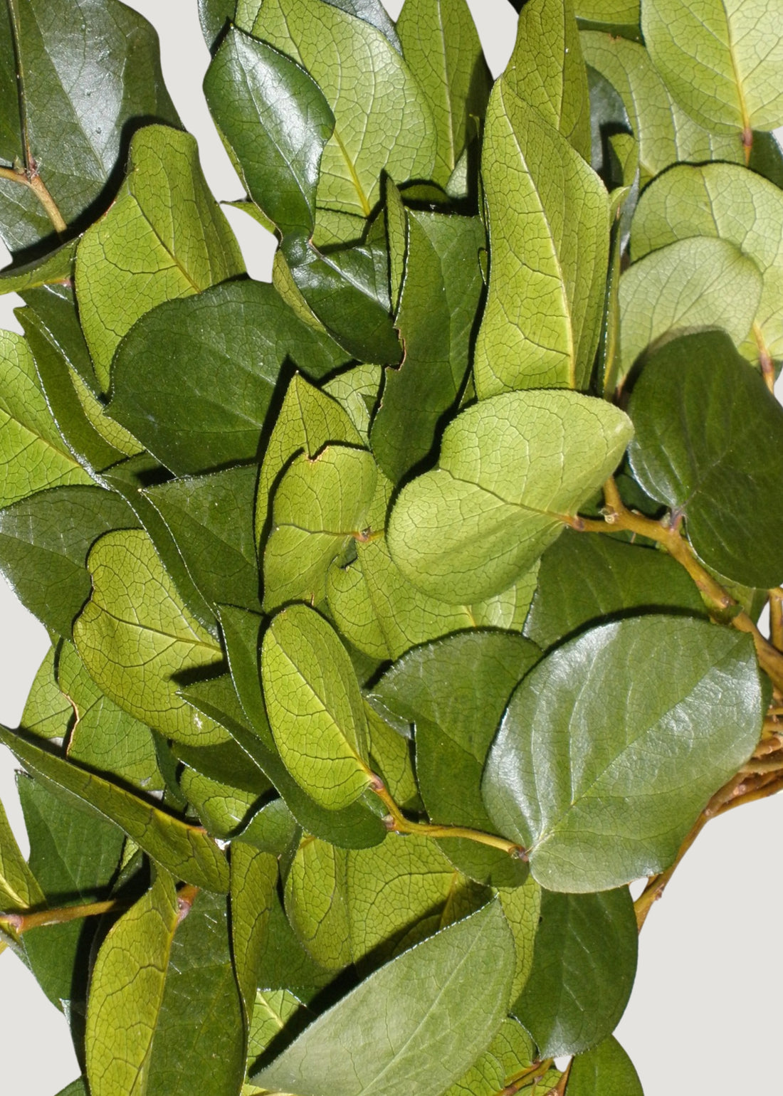 Preserved Salal Branches