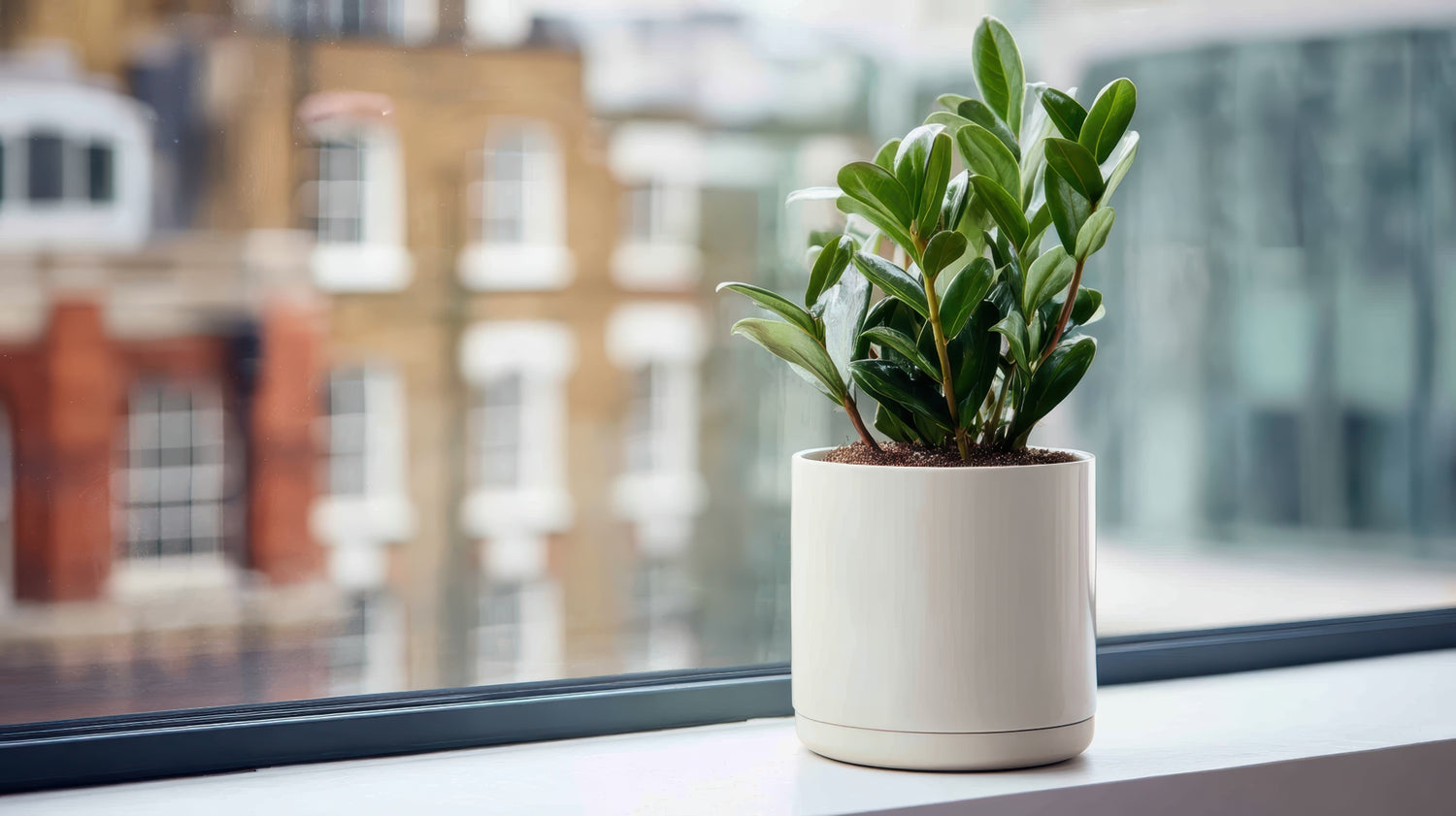 A live ZZ Plant placed on a windowsill. 