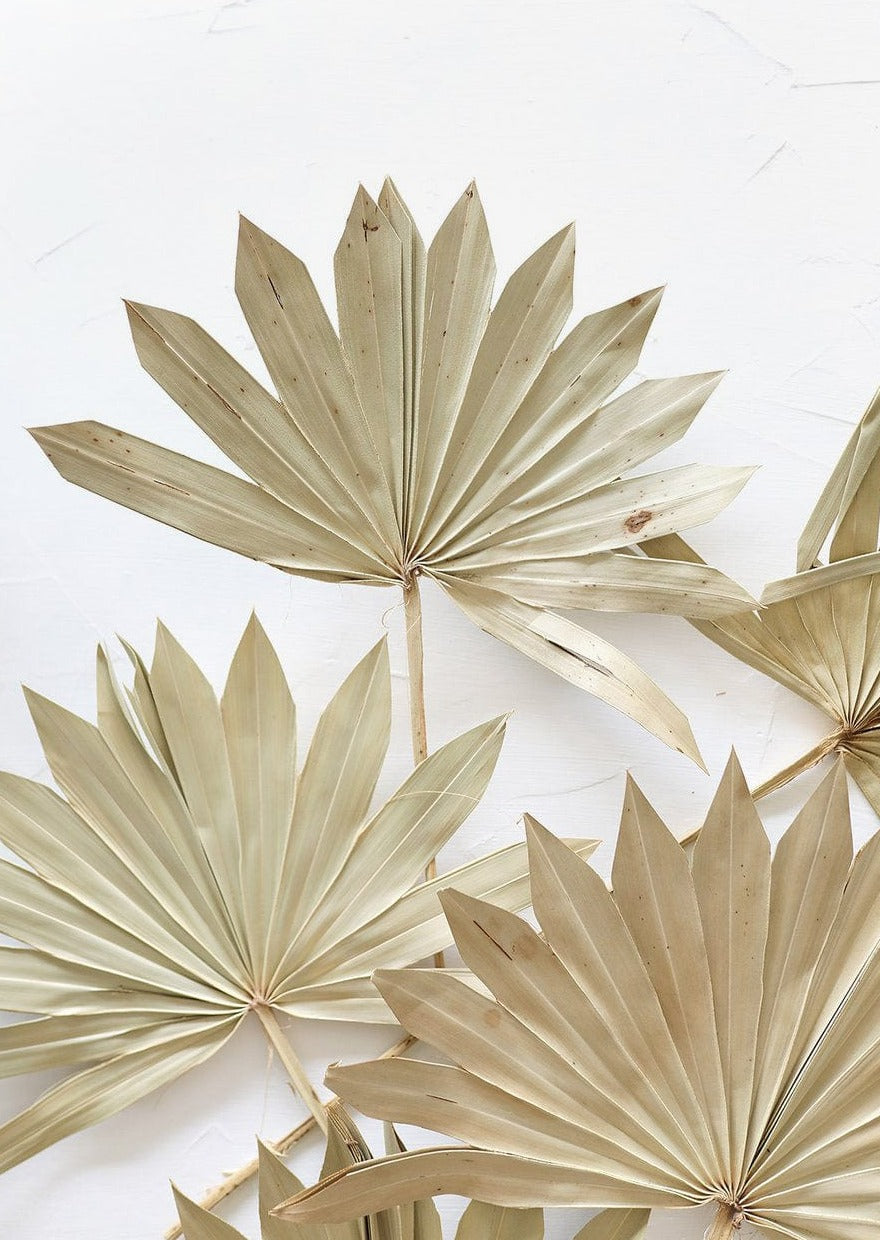 Natural Dried Sun Palm Leaves