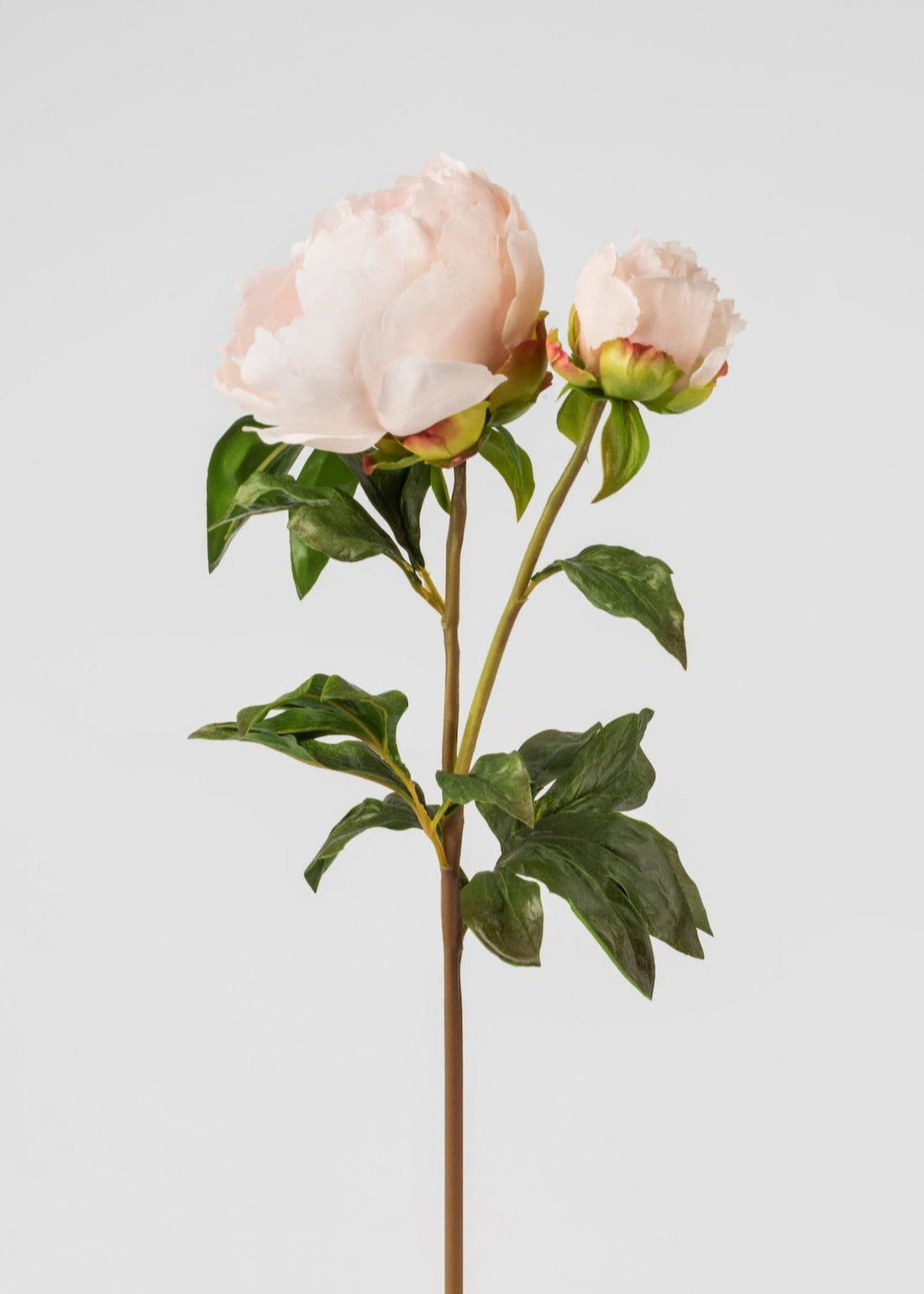 Faux Botanicals in Blush Real Touch Peony Flowers Stem at afloral