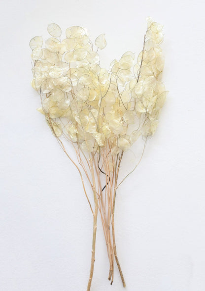 Afloral Dried Silver Dollar Lunaria Bundle