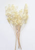 Afloral Dried Silver Dollar Lunaria Bundle