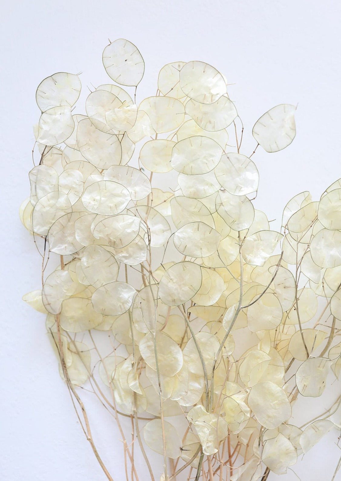 Dried Cream Lunaria Flowers at Afloral