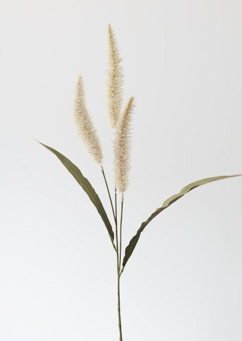 Beige Foxtail Grass