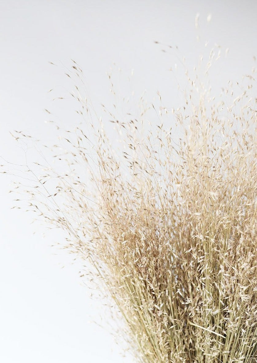 Dried Grasses Indian Rice Grass Bundle at Afloral