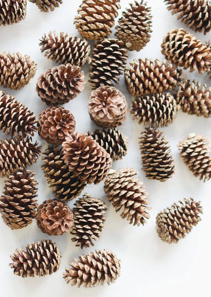 Afloral Brown Bulk Pine Cones