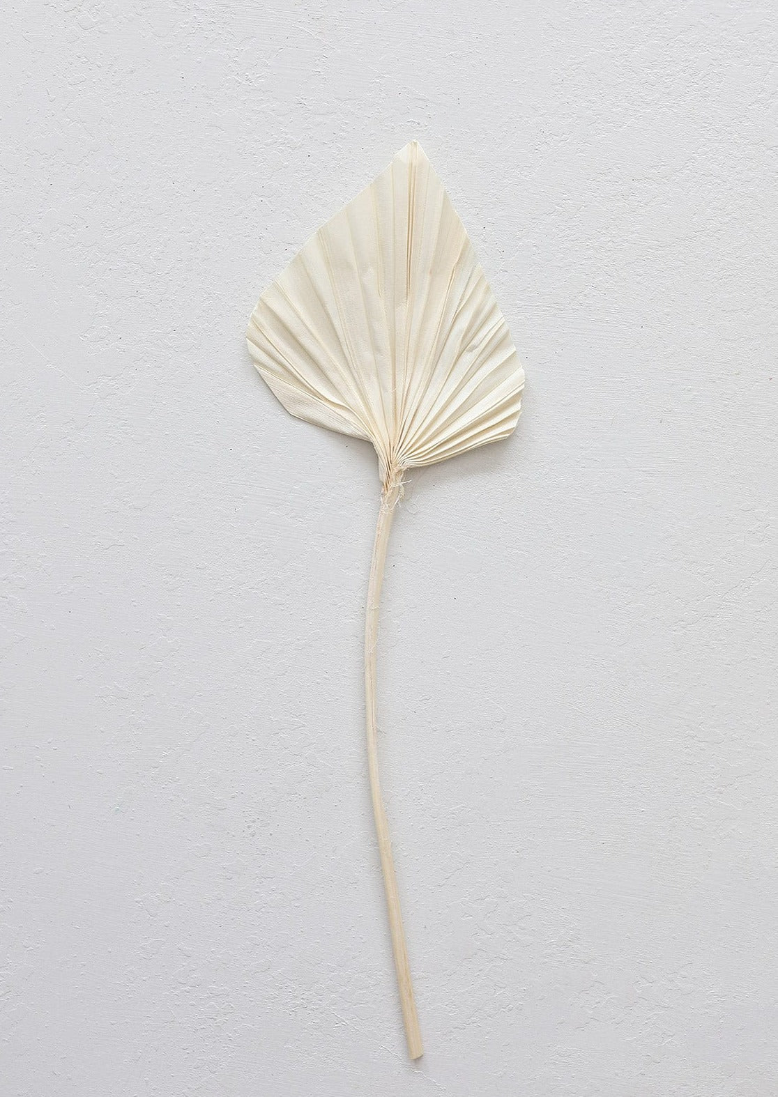 Natural Leaves Dried Palm Spear in Cream