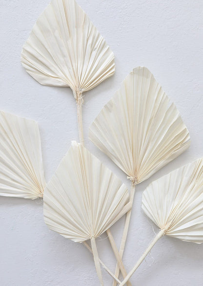 Cream Palm Spears Dried
