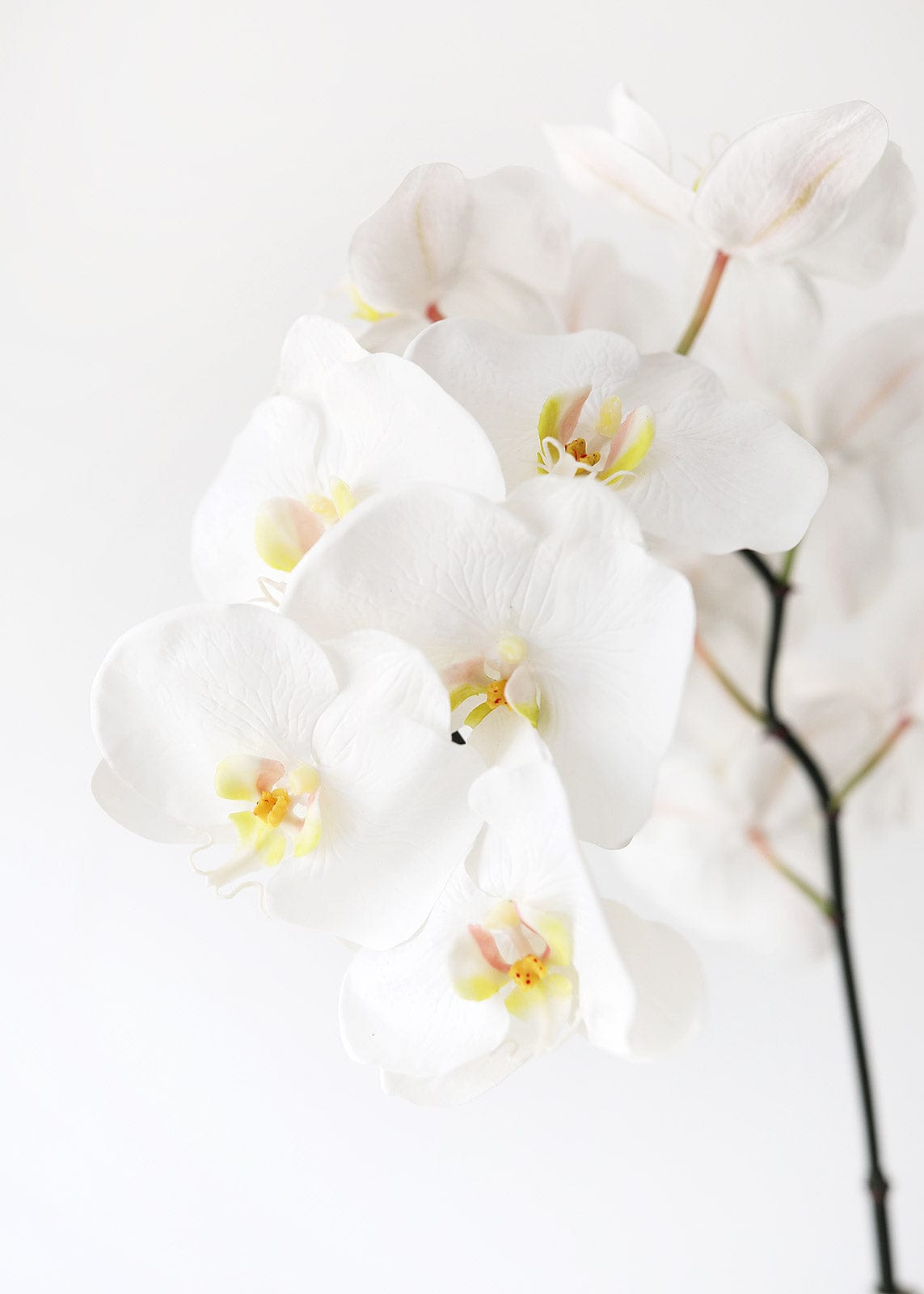 White Orchids Real Touch Phalaenopsis at Afloral