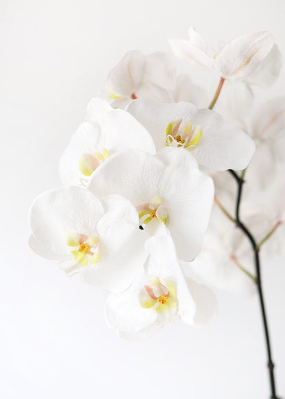 White Orchids Real Touch Phalaenopsis at Afloral