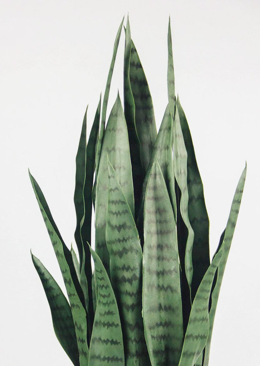 Faux Greenery Snake Plant
