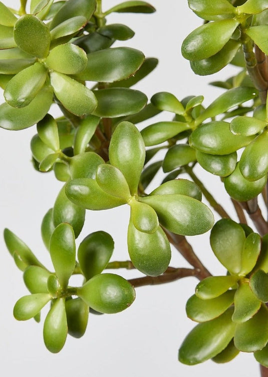 Faux Jade Plant Best Artificial Succulents at