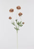 Taupe Beige Ranunculus Flowers Stem
