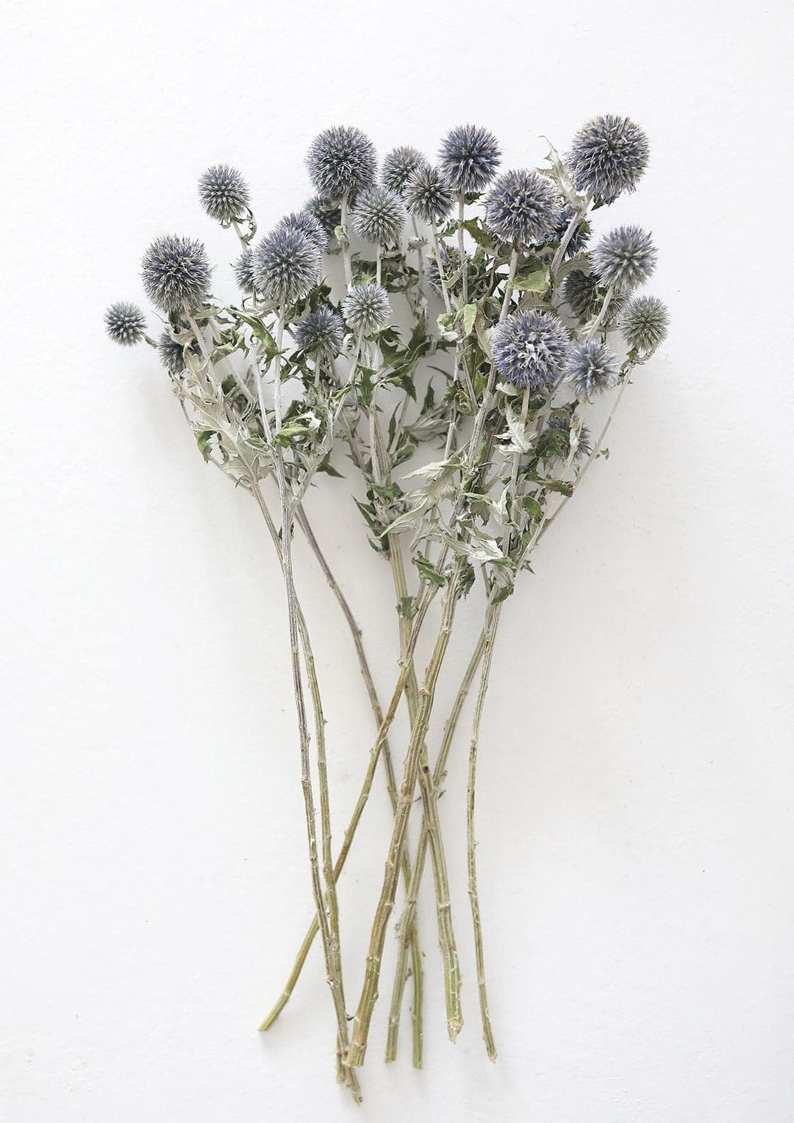 Natural Flowers Dried Globe Thistle Bundle in Blue Green at afloral