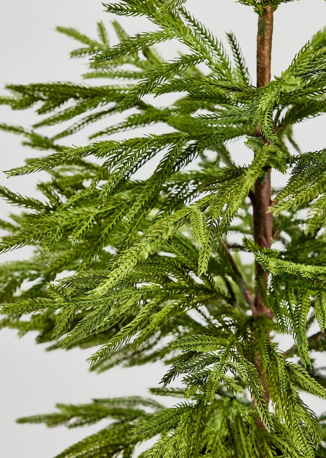 Artificial Pine Greens in Real Touch Norfolk Tree from Afloral