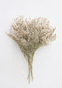 Dried Flowers German Statice in White at Afloral
