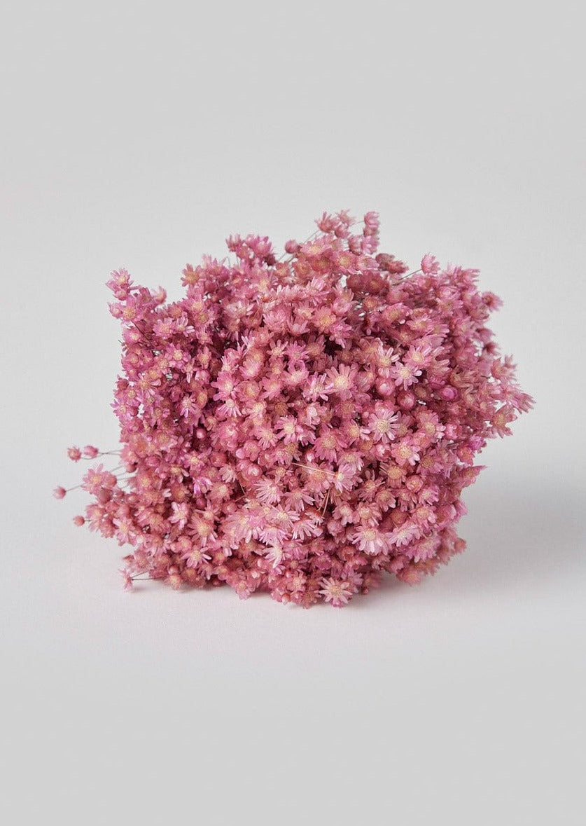 Pink Bundle of Dried Star Flowers