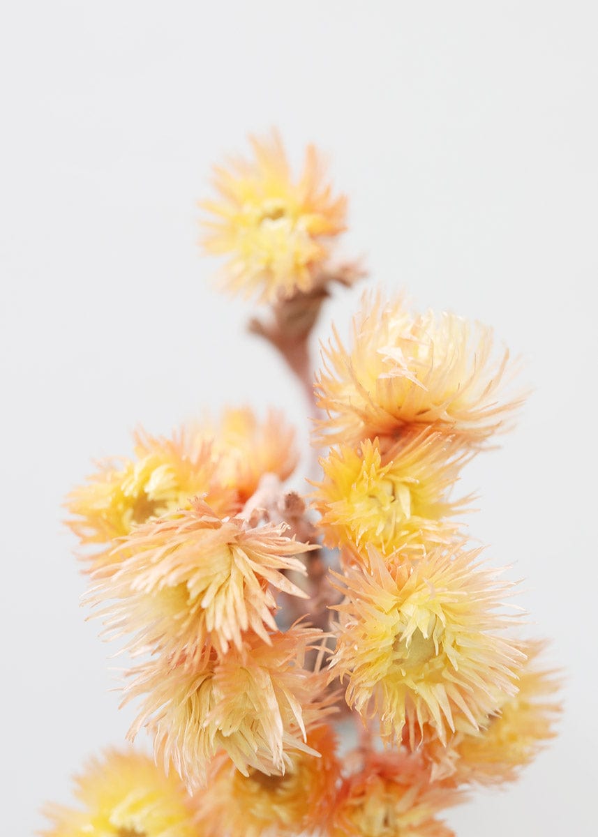 Dried Silver Daisy Flowers in Yellow Peach