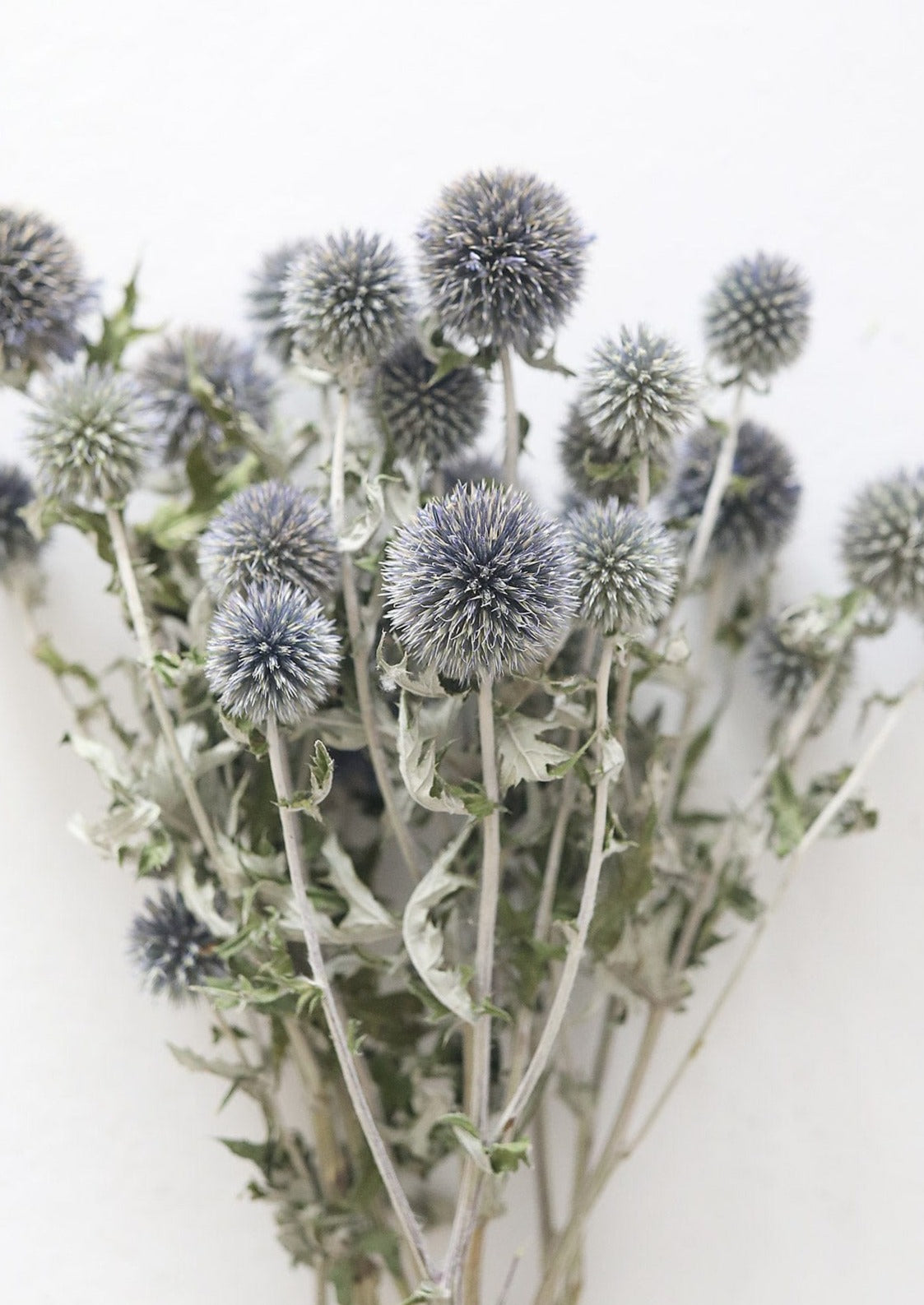 Dried Flower Globe Thistle Echinops at Afloral