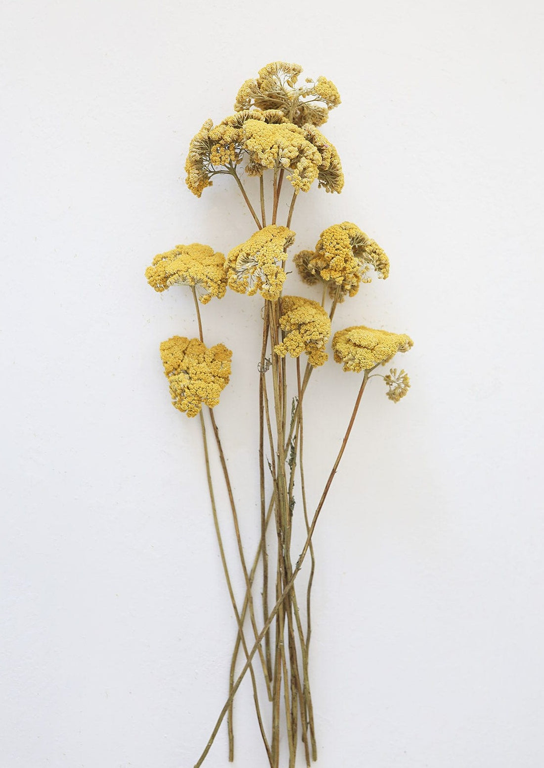 Afloral Naturally Dried Flowers Yarrow in Yellow