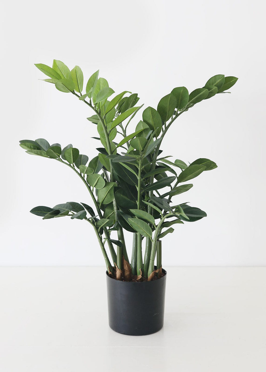 Artificial ZZ Plant in Black Pot at Afloral