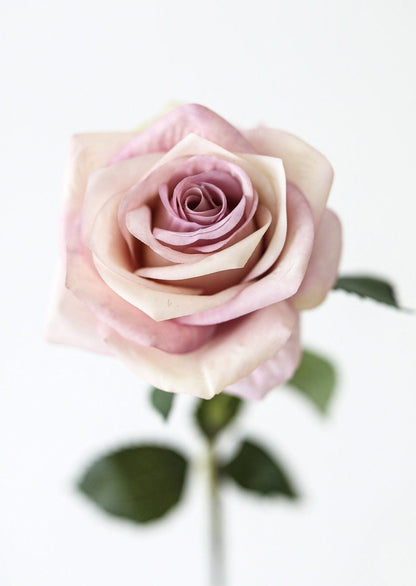 Soft Lavender Open Rose at Afloral