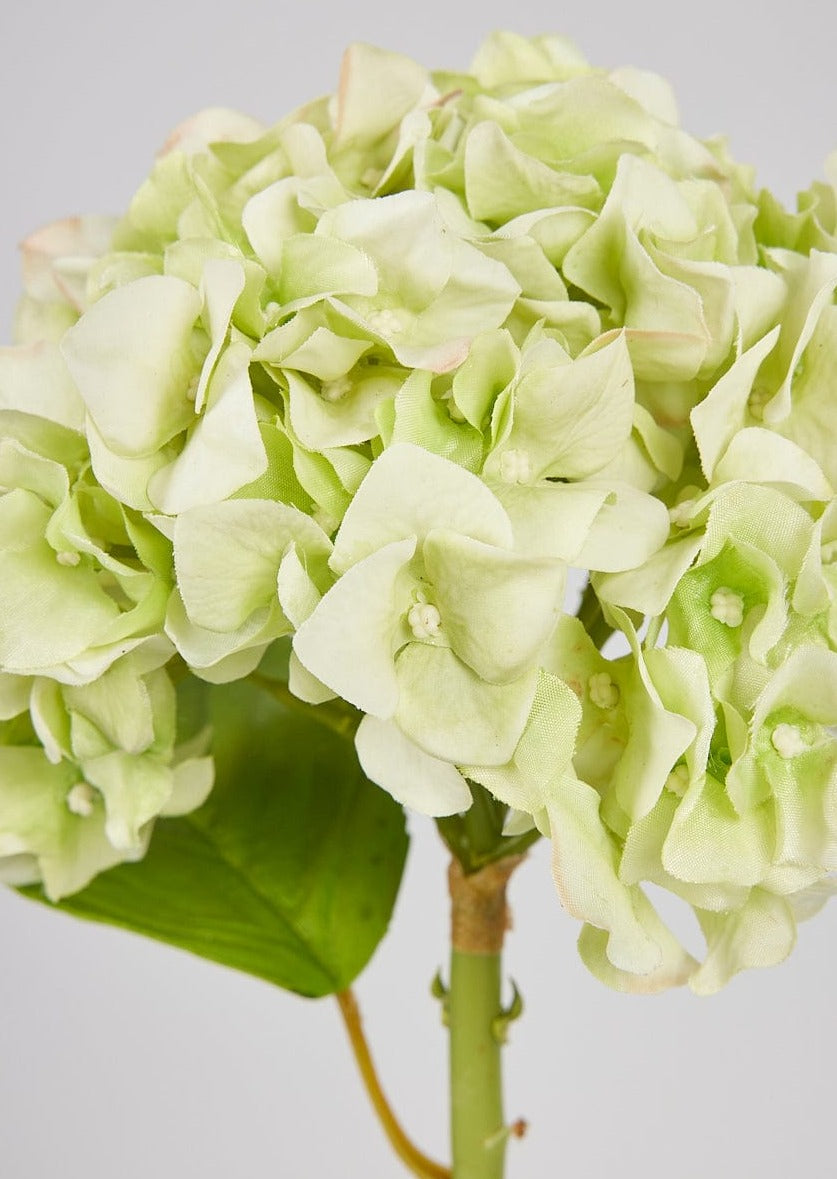 French Country Real Touch Hydrangea in Cream Green