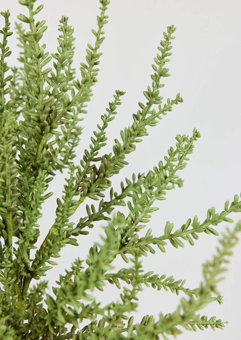 Close Up of Faux Green Sedum Succulent Plant at afloral