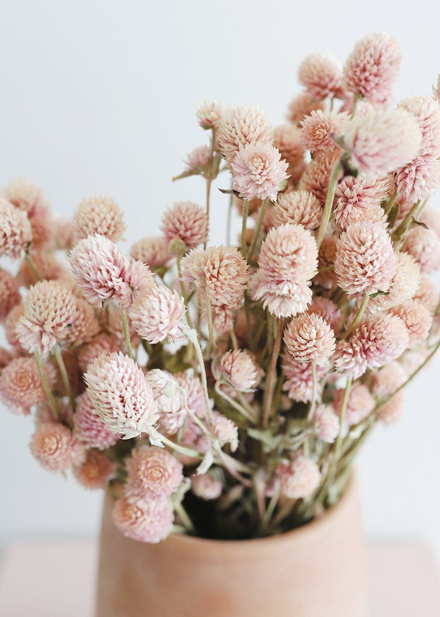 Afloral Pink Dried Globe Amaranth Flowers