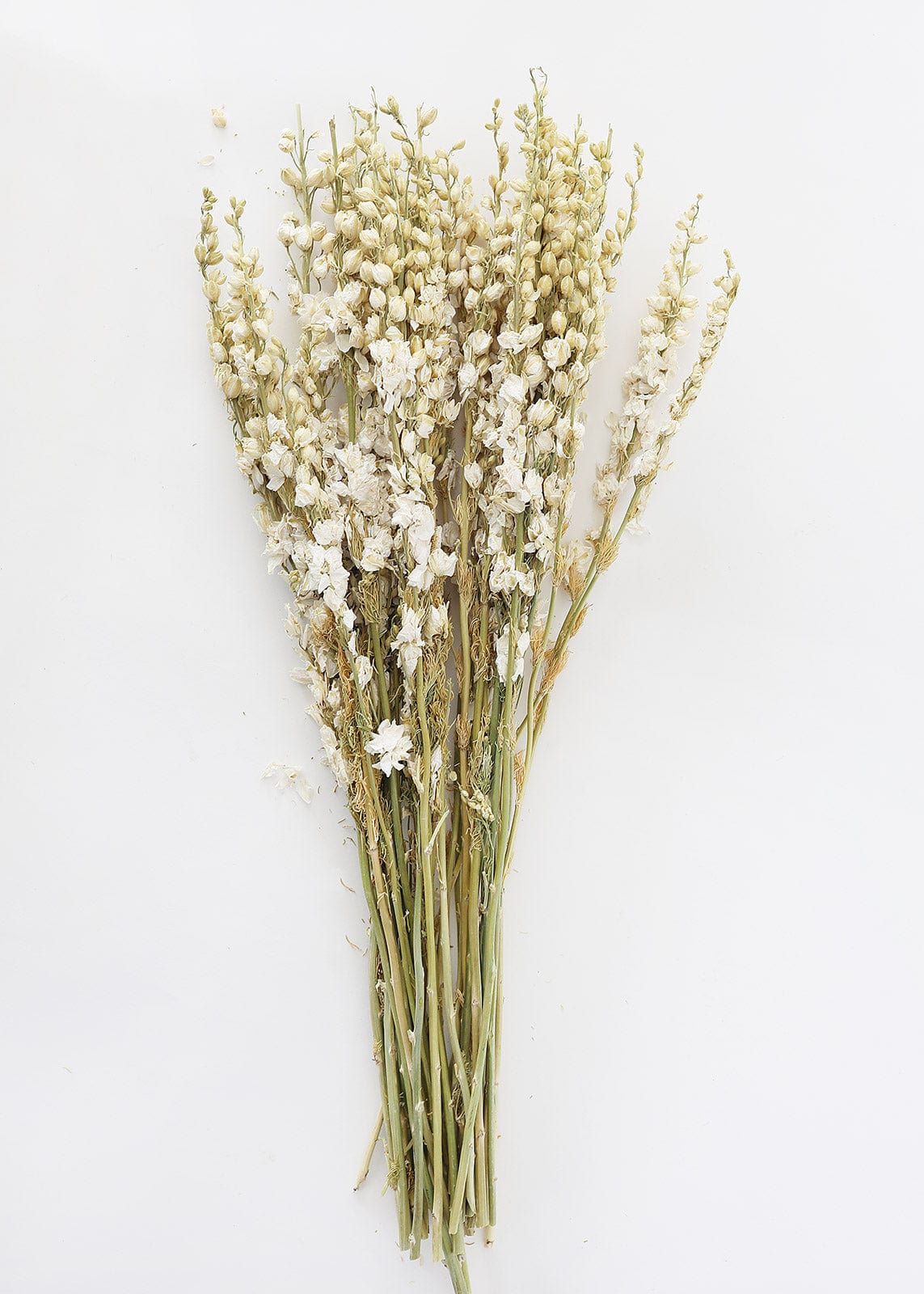 Dried Cream Natural Larkspur Flowers at Afloral
