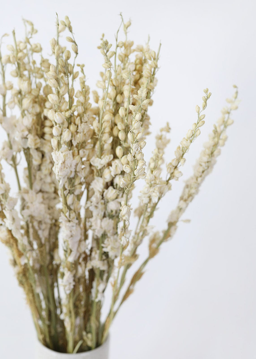 Naturally Dried Botanicals Cream Larkspur Flower Bundle