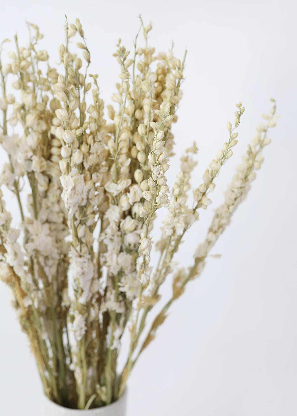 Naturally Dried Botanicals Cream Larkspur Flower Bundle
