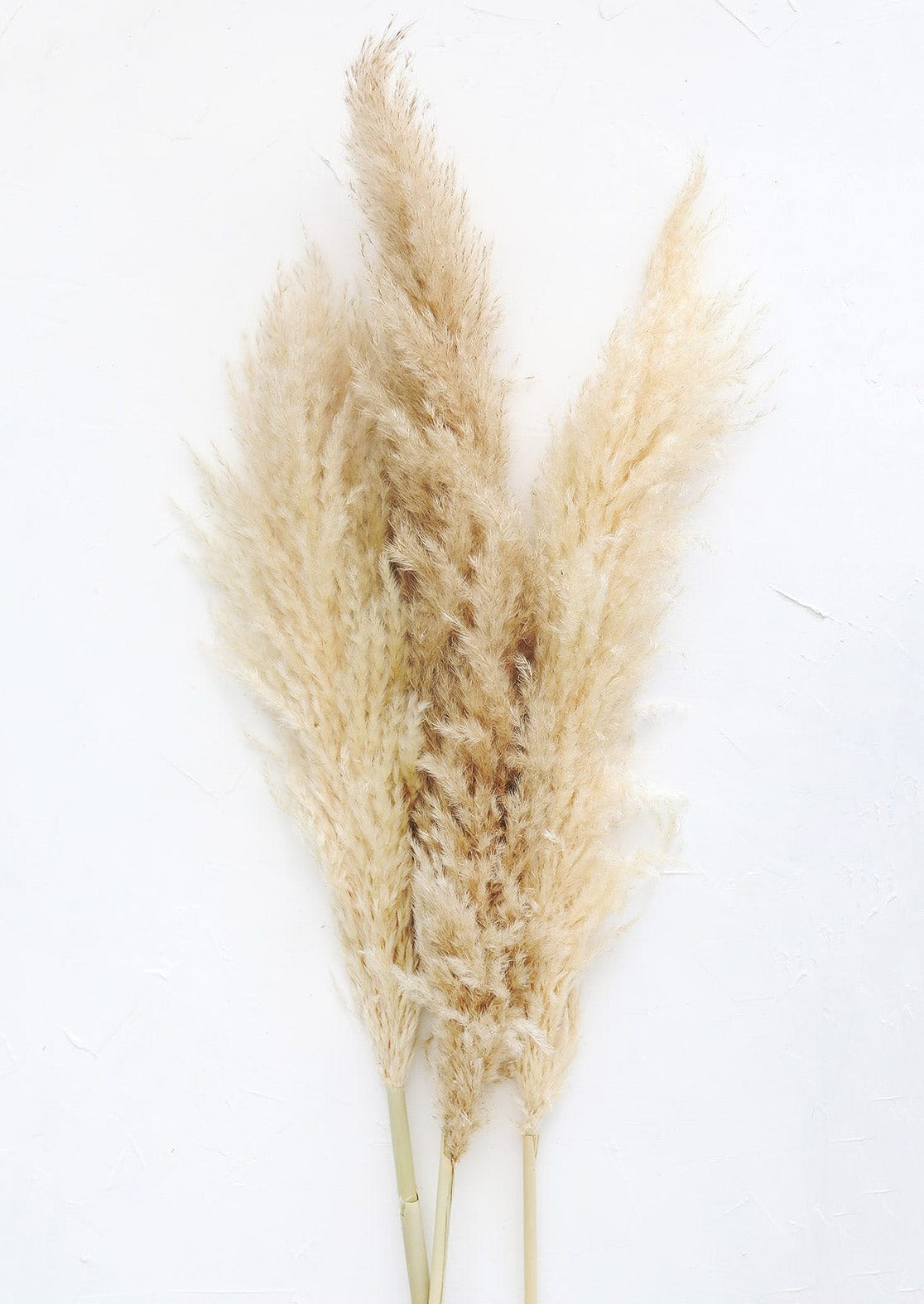 Tan Dried Pampas Grass