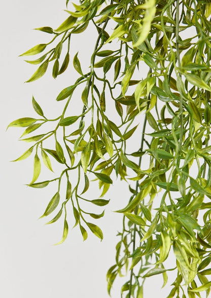 Natural Touch Hanging Ruscus Plant at Afloral